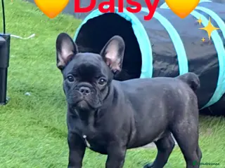 French Bulldog dogs 💛Bright, Affectionate Brindle Girl 💛Ready Now‼️ - Advert 3