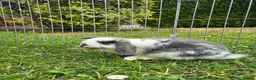 Mini Lop rabbits for sale: Mini Lops **2x boys left** - Advert 8