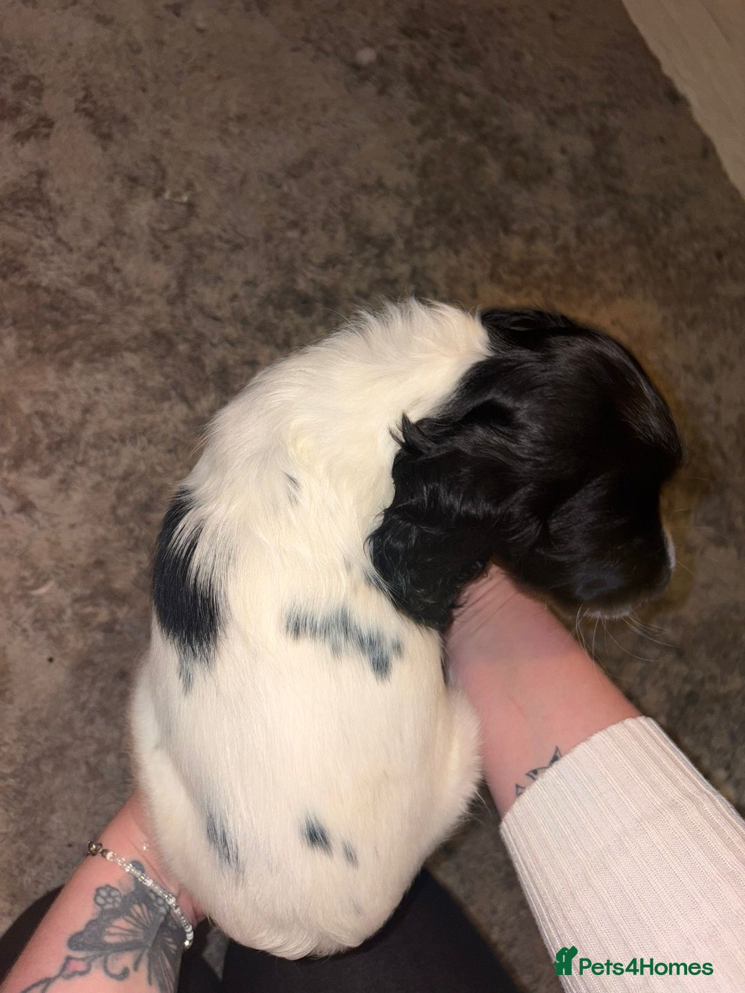 English Springer Spaniel dogs for sale: Beautiful Springer Boys - Advert 8