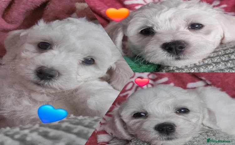 Bichon Frise dogs Beautiful Bichon Frise pups Ready 16th-24th Dec - Advert 2