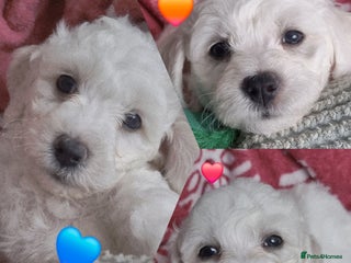 Bichon Frise dogs Beautiful Bichon Frise pups Ready 16th-24th Dec - Advert 3