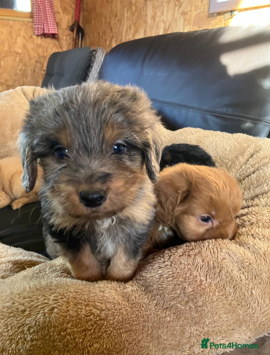 Cockapoo dogs for sale: Cockapoos  - Advert 5