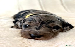 Cockapoo dogs for sale: F1b Miniature Cockapoo Pups Fully Health Tested - Advert 10