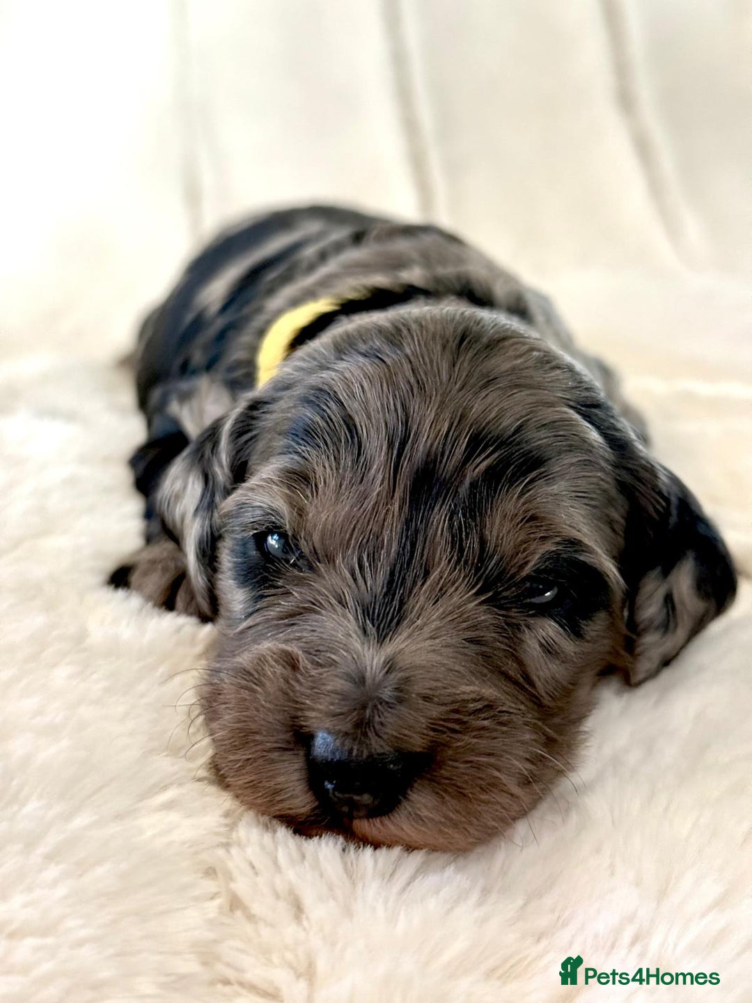 Cockapoo dogs for sale: F1b Miniature Cockapoo Pups Fully Health Tested - Advert 10