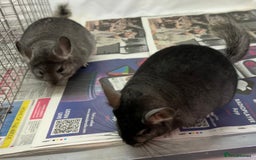 Chinchilla rodents for sale: Billy & Bobby, fabulous standard brothers, v.tame - Advert 1