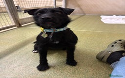 Patterdale Terrier dogs for adoption: Cricket - Image 3