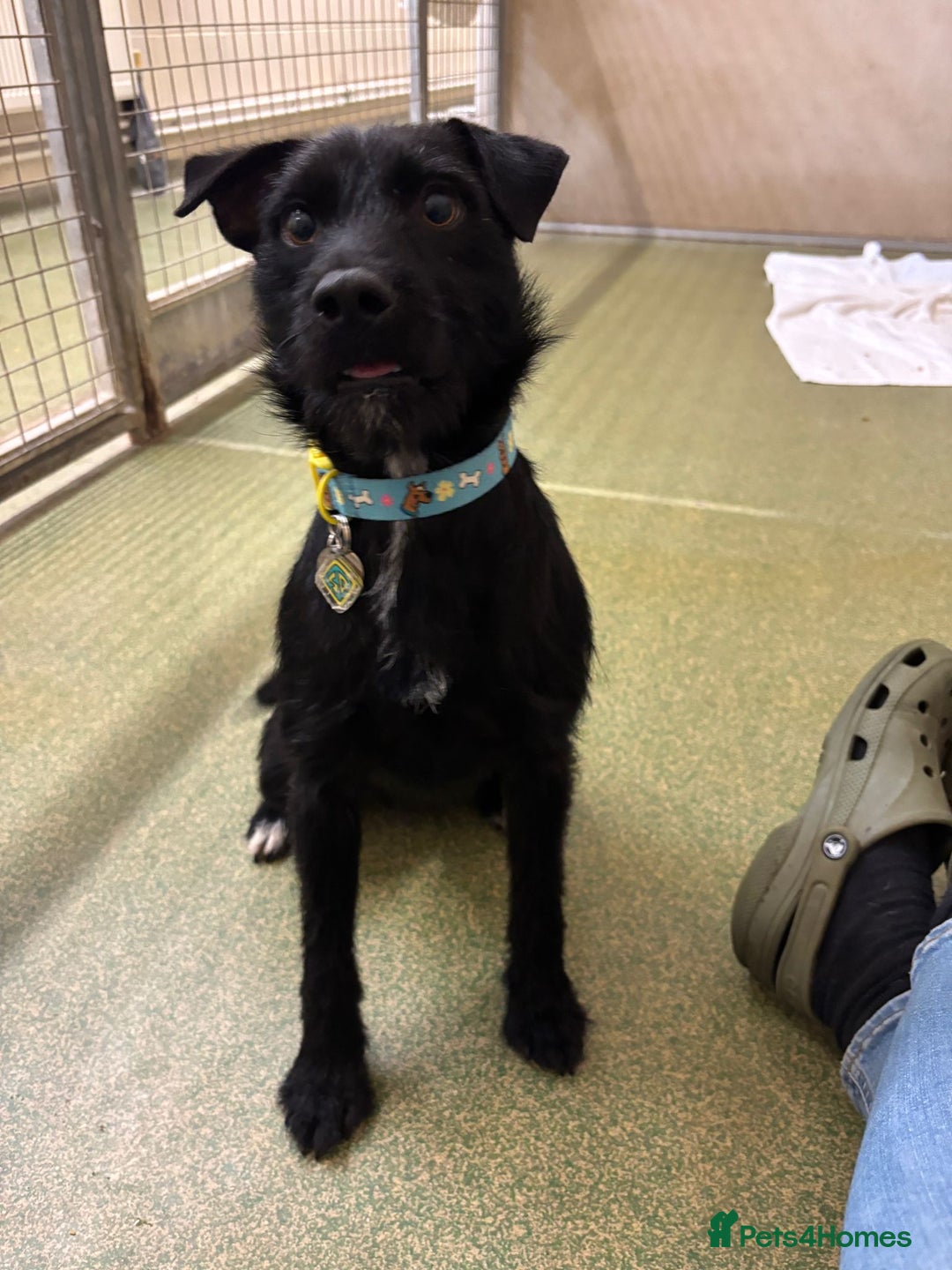 Patterdale Terrier dogs for adoption: Cricket - Image 3