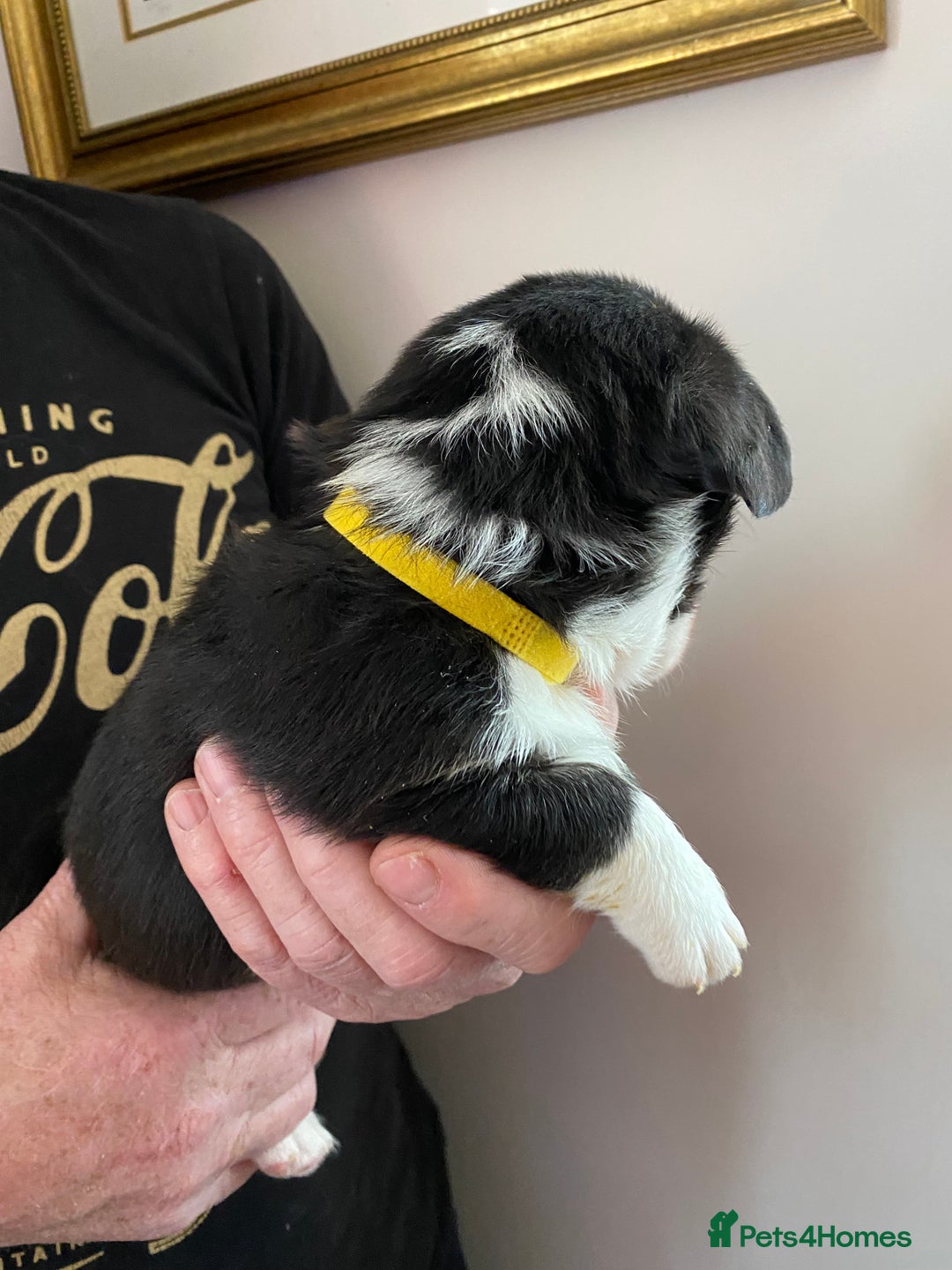 Welsh Corgi Cardigan dogs for sale: WELSH CARDIGAN CORGI BABIES - Advert 12