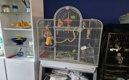 Conures birds for sale: Two birds  - Advert 3