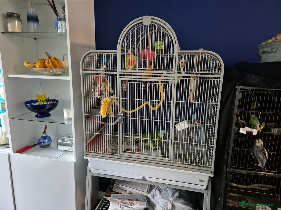 Conures birds for sale: Two birds  - Advert 3