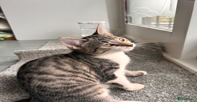 Bombay cats - Advert 5