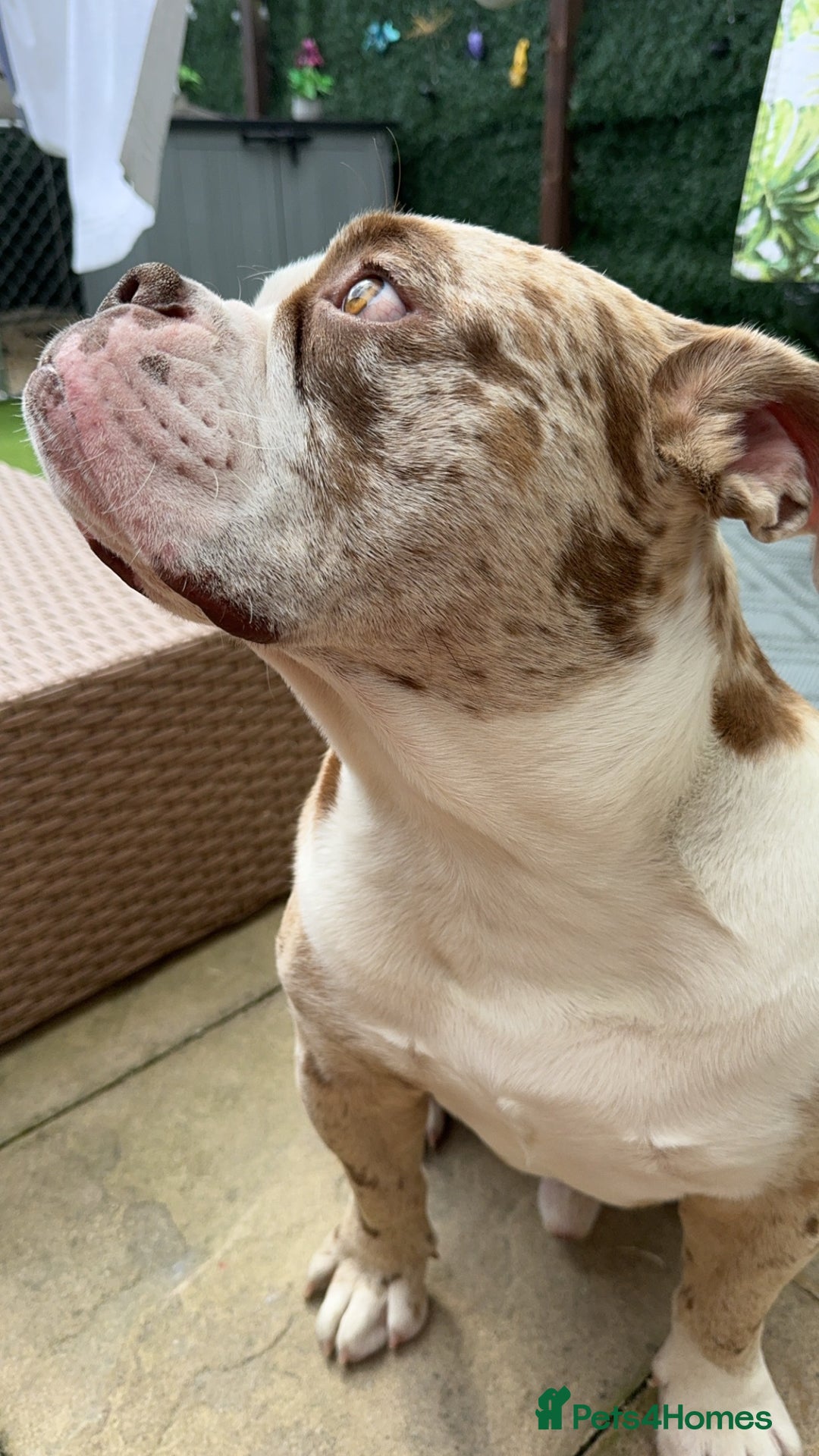 Olde English Bulldogge dogs for stud: OEB 🐶⭐️DEL~BOY ⭐️🐶 First time Stud  - Image 30
