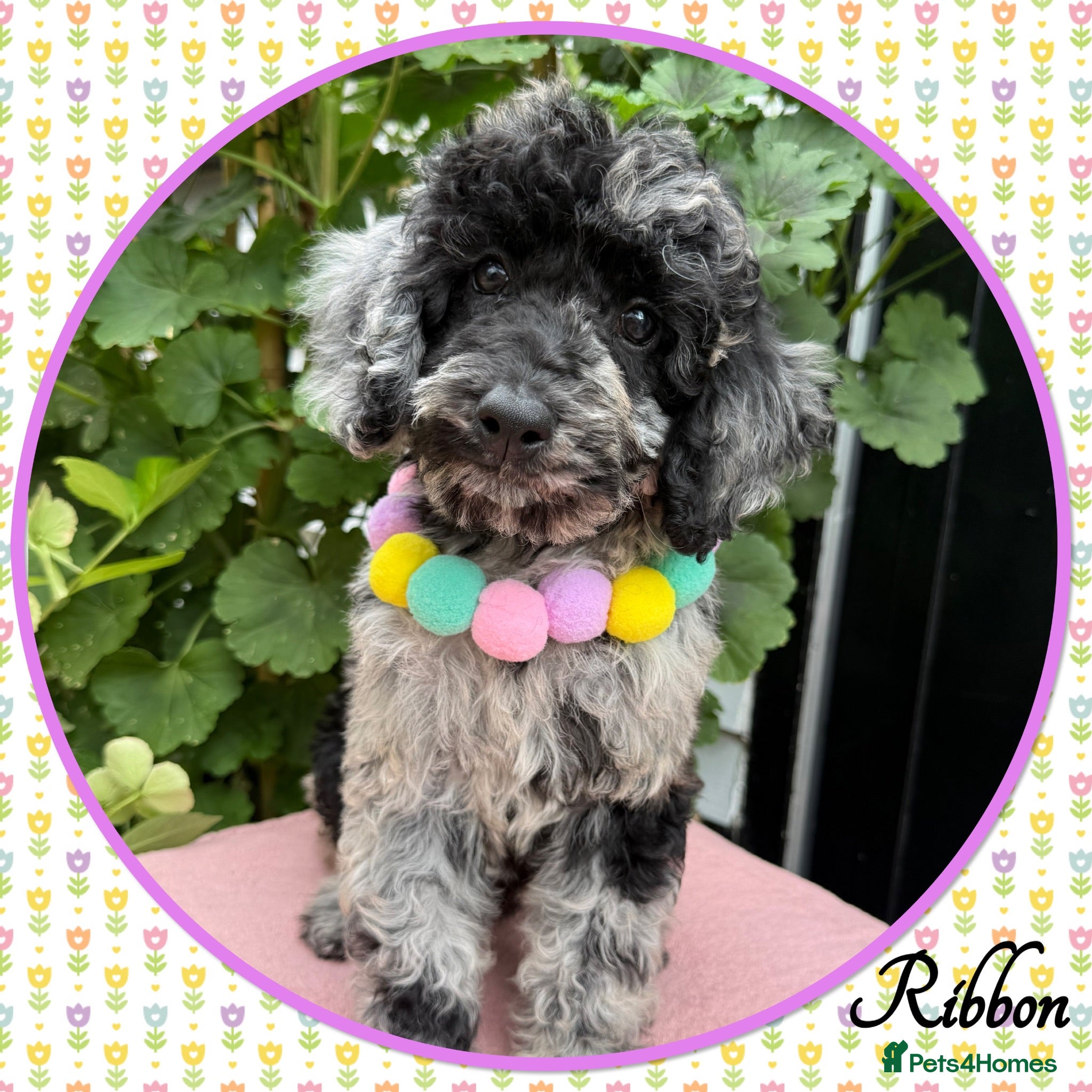 Labradoodle dogs 💐CAN STAY FOR HOLIDAYS💐RARE OPPORTUNITY💐 - Advert 1
