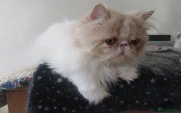 Persian cats for sale: Adorable Pedigree Persian Female Available Now - Image 17