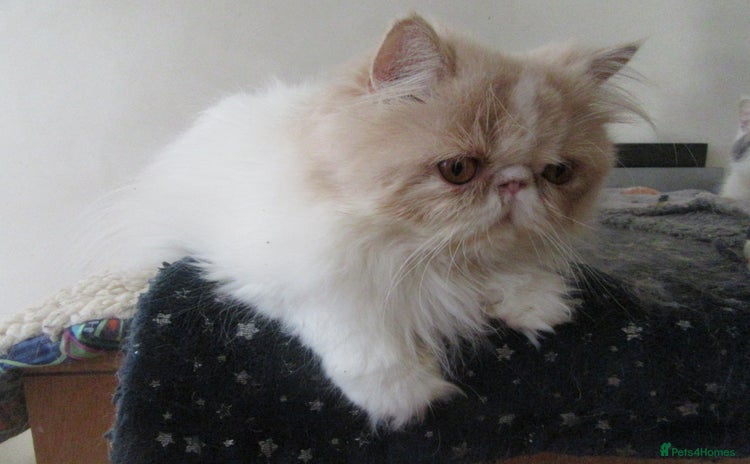 Persian cats - Advert 10
