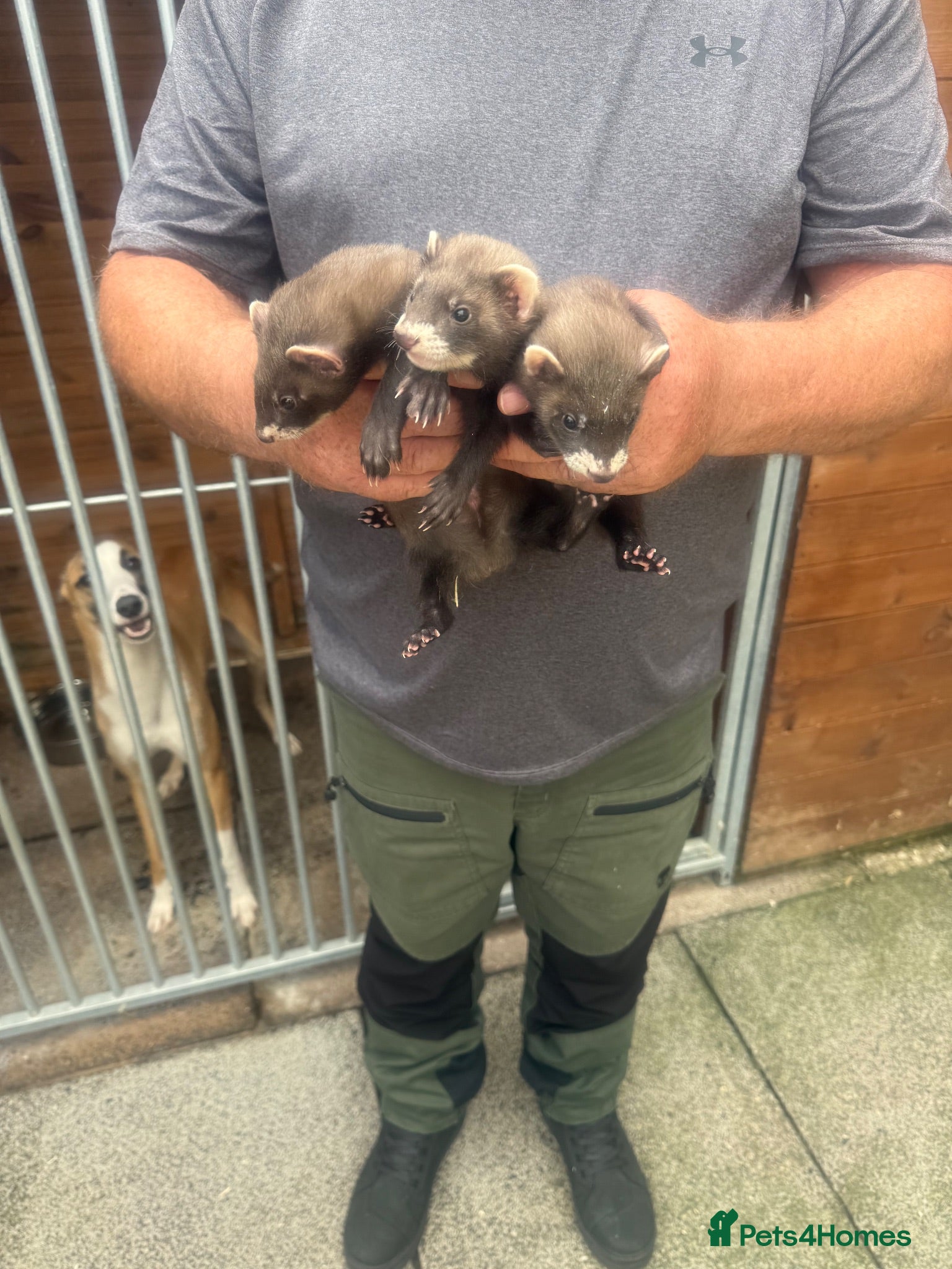 Ferret rodents Soild black crossed with pole cat breed  - Advert 7
