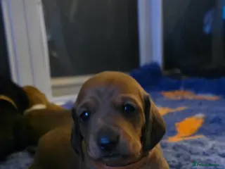 Miniature Dachshund dogs Kc registered minature Dachshunds - Advert 1