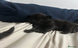 British Longhair cats for sale: 3 beautiful British longhair x  - Image 3
