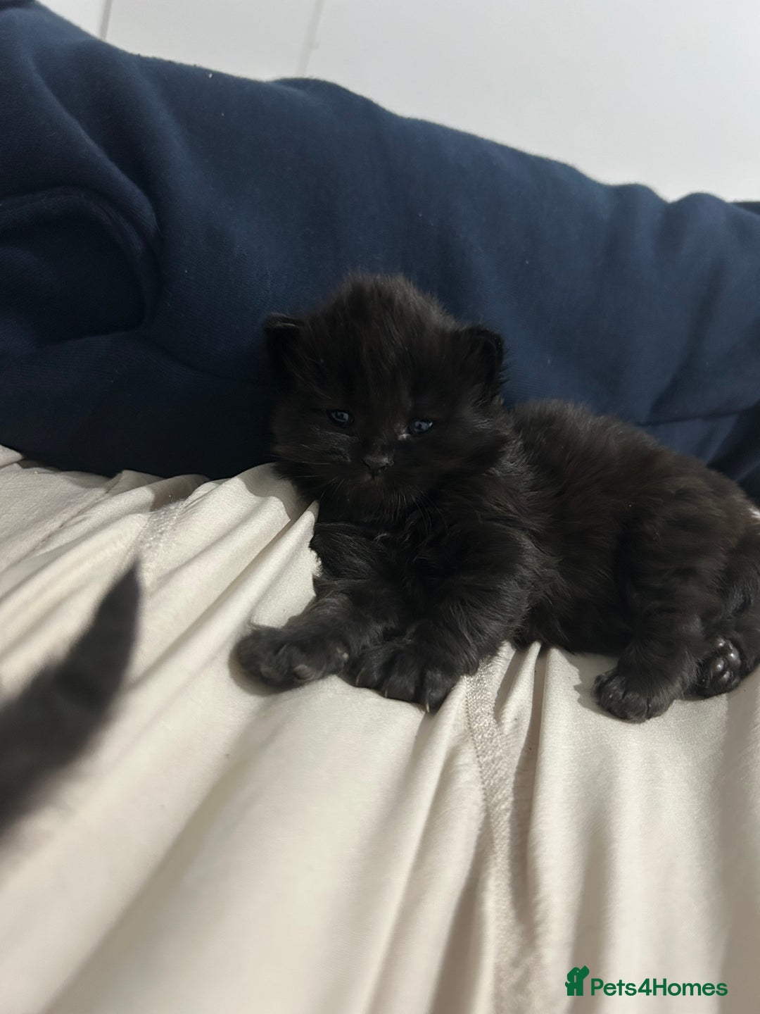 British Longhair cats for sale: 3 beautiful British longhair x  - Image 3