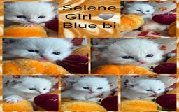 Ragdoll cats for sale: 🏆 gccf ragdoll grand champion kittens 🏆 - Image 34