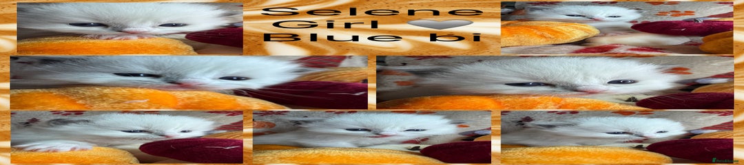 Ragdoll Kitten 1