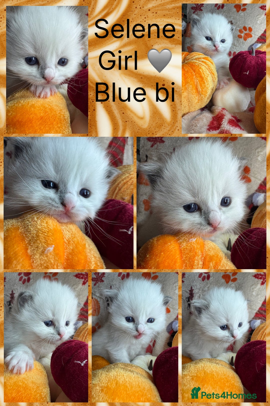 Ragdoll cats for sale: 🏆 gccf ragdoll grand champion kittens 🏆 - Image 34