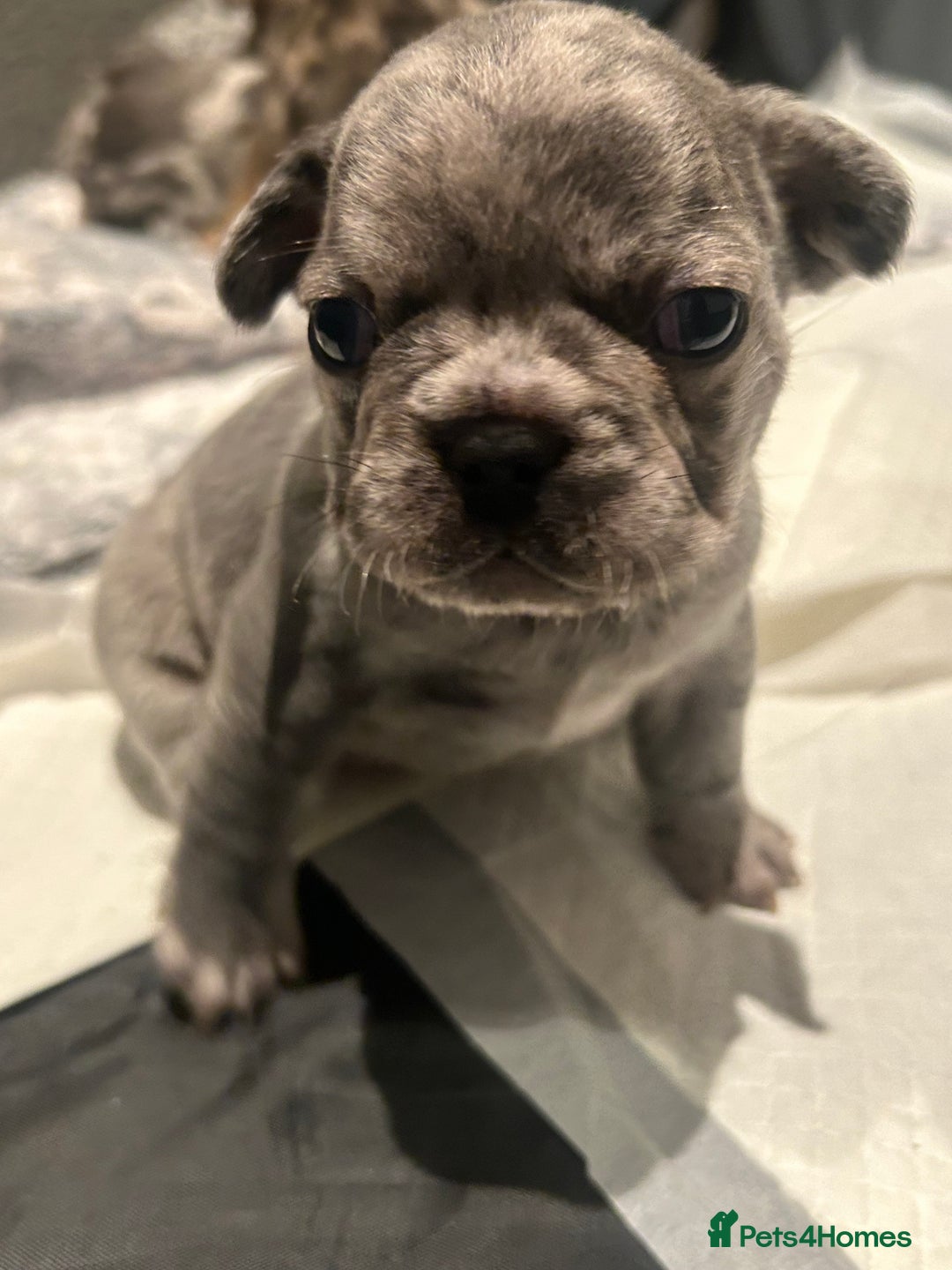 French Bulldog dogs for sale: 1 Frenchbulldog boy left❤️🎄 - Advert 6