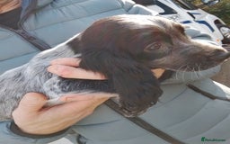 Cocker Spaniel dogs for sale: Working cocker spaniel pups - Image 11