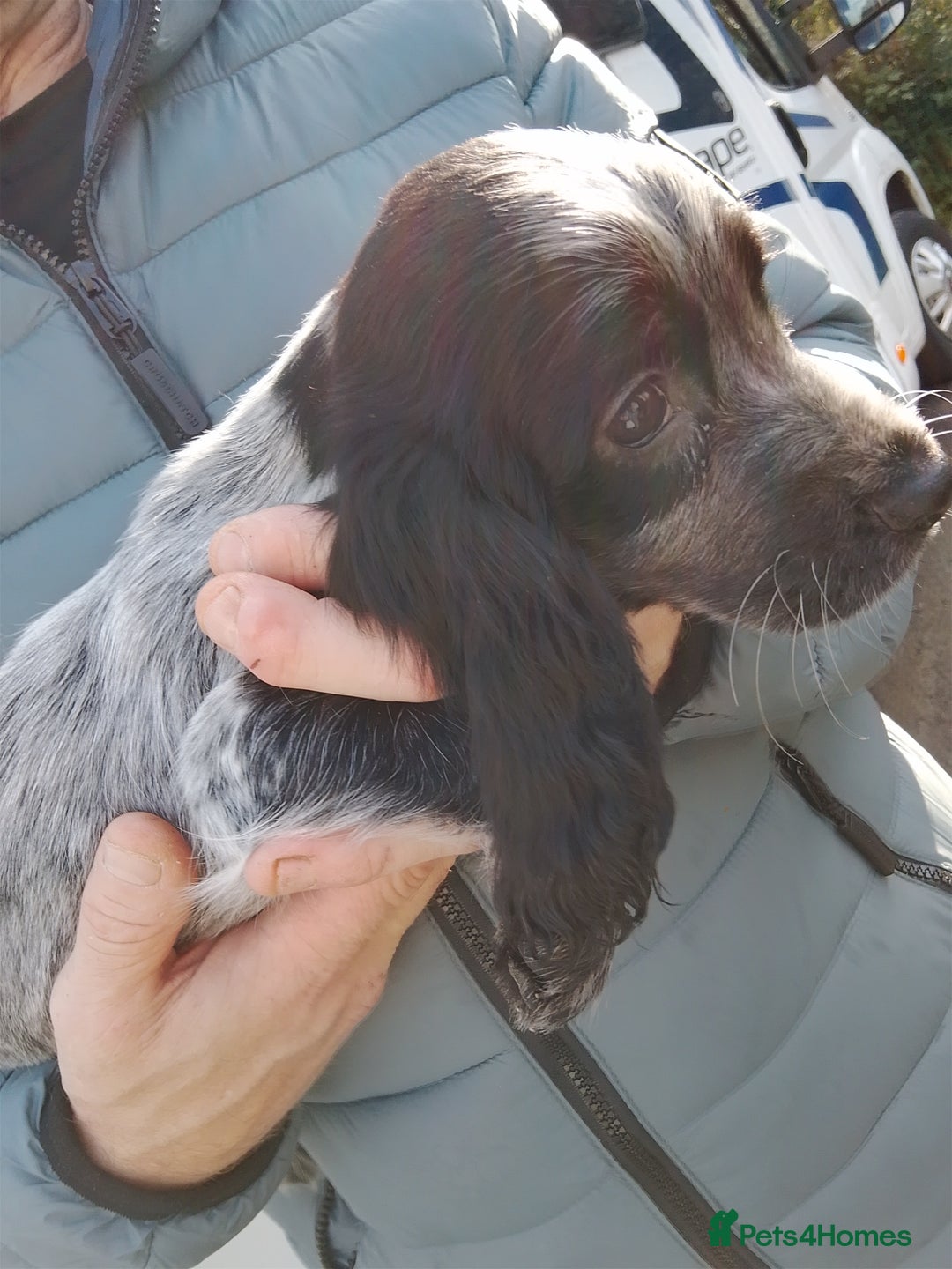Cocker Spaniel dogs for sale: Working cocker spaniel pups - Image 11