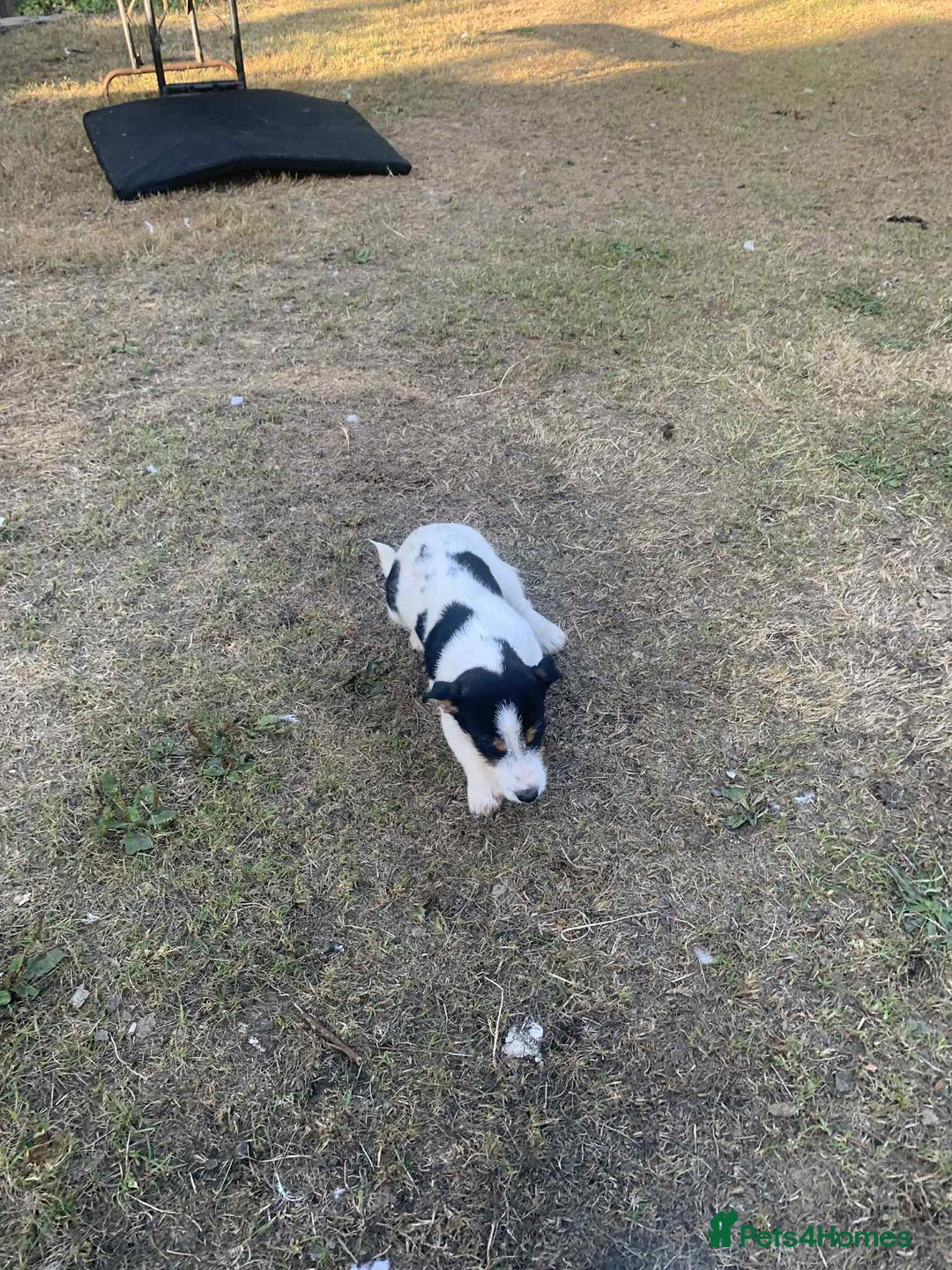 Jack Russell dogs for sale: 6 month old Jack Russel Bitch - Image 5