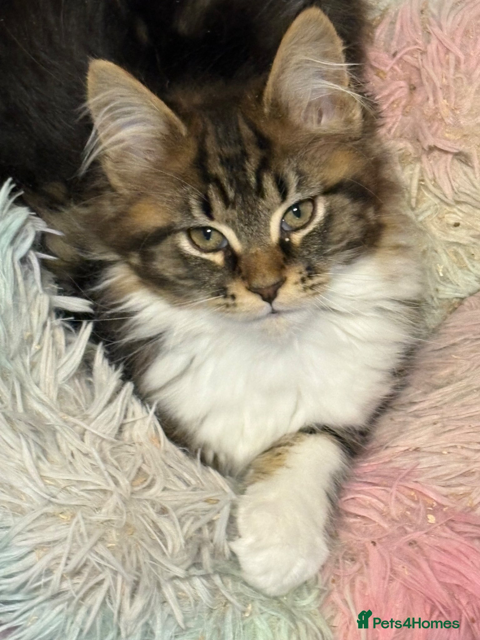 Maine Coon cats Stunning kittens  - Advert 1
