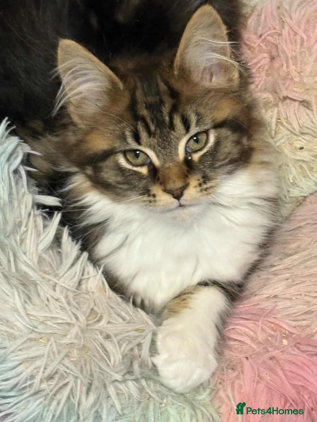 Maine Coon cats for sale: Stunning kittens  - Advert 2
