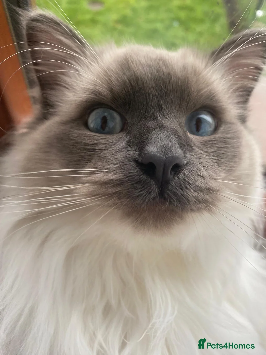Ragdoll cats for stud: Gizmo in Preston - Advert 2