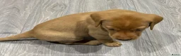 Labrador Retriever dogs for sale: Fox Red and Yellow Labrador Retriever Puppies  - Advert 12