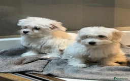 Coton De Tulear dogs for sale: Coton de tulear puppies for sale  - Advert 11