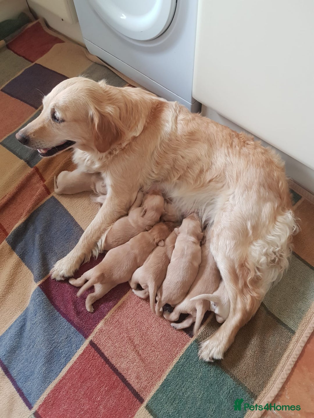 Golden Retriever dogs for sale: Beautiful KC Registered Golden Retriever Puppies  - Image 2