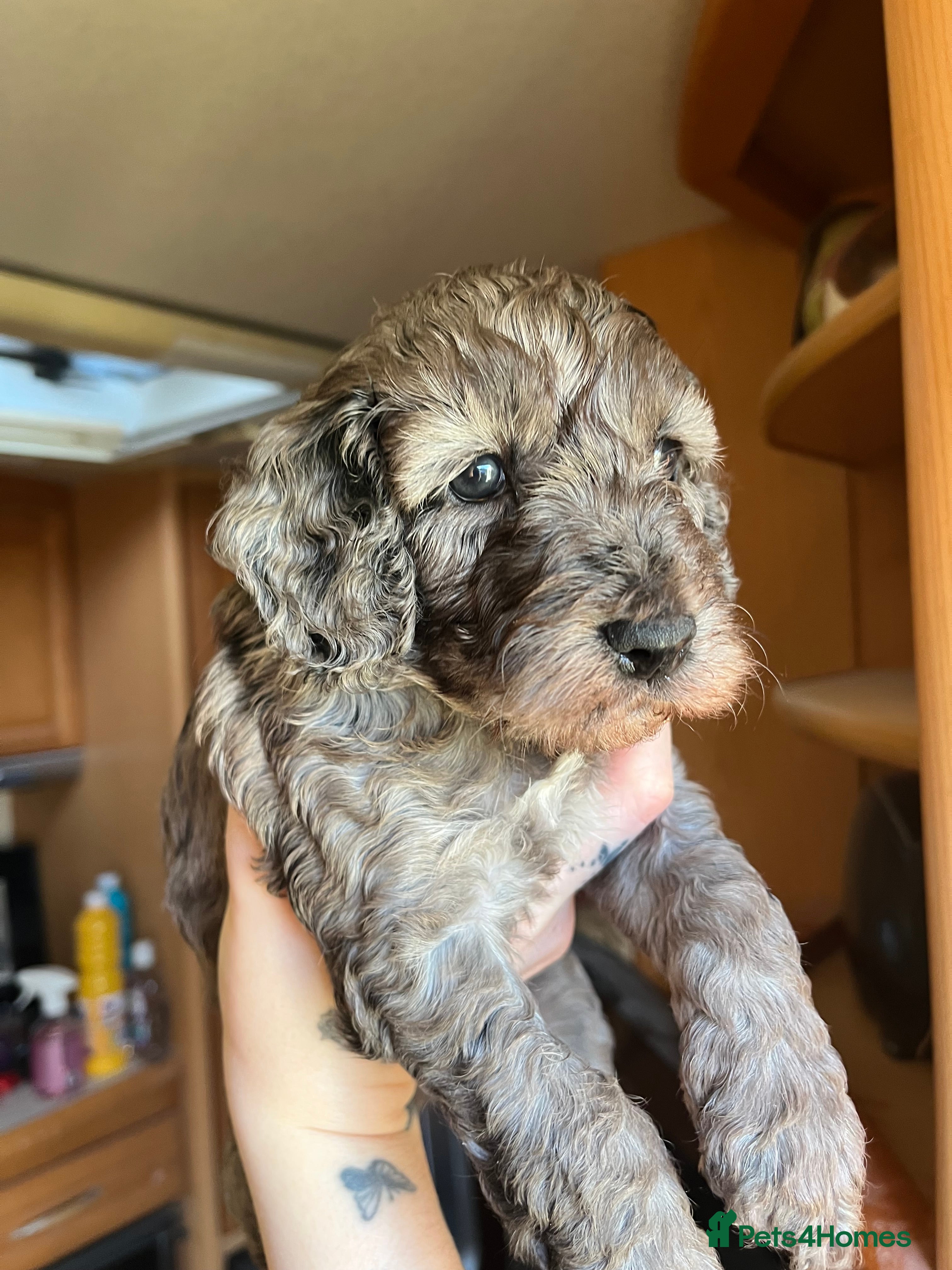 Cockapoo dogs 5 beautiful cockapoo puppies for sale - Advert 2
