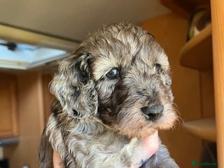 Cockapoo dogs 5 beautiful cockapoo puppies for sale - Advert 2