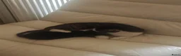 Mixed Breed cats for sale: Kittens looking for a lovely family 😻 in Leeds - Advert 15