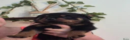 Rottweiler dogs for sale: Stunning fully health tested rottweiler pups in Sheffield - Advert 4