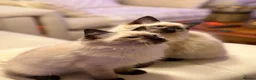 Ragdoll cats for sale: Adorable purebred Ragdolls  - Advert 9