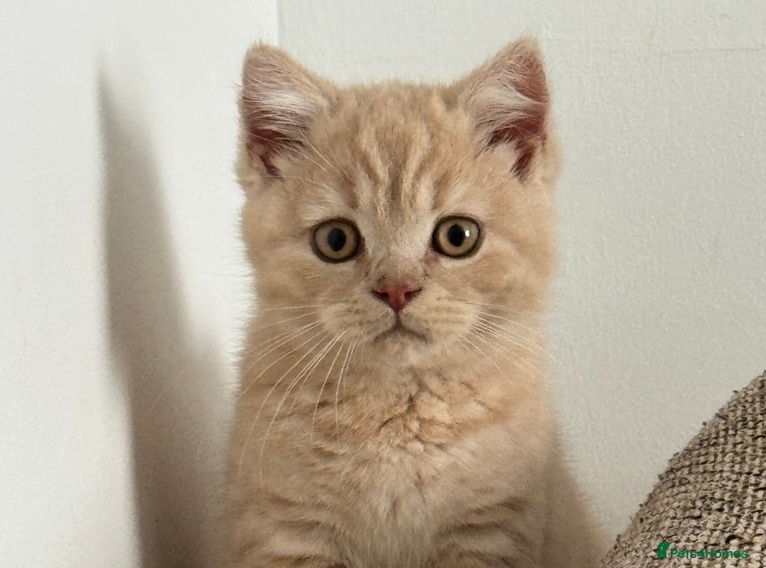 British Shorthair cats for sale: GCCF registered cream bsh boy - Advert 1