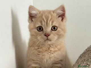 British Shorthair cats GCCF registered cream bsh boy - Advert 1