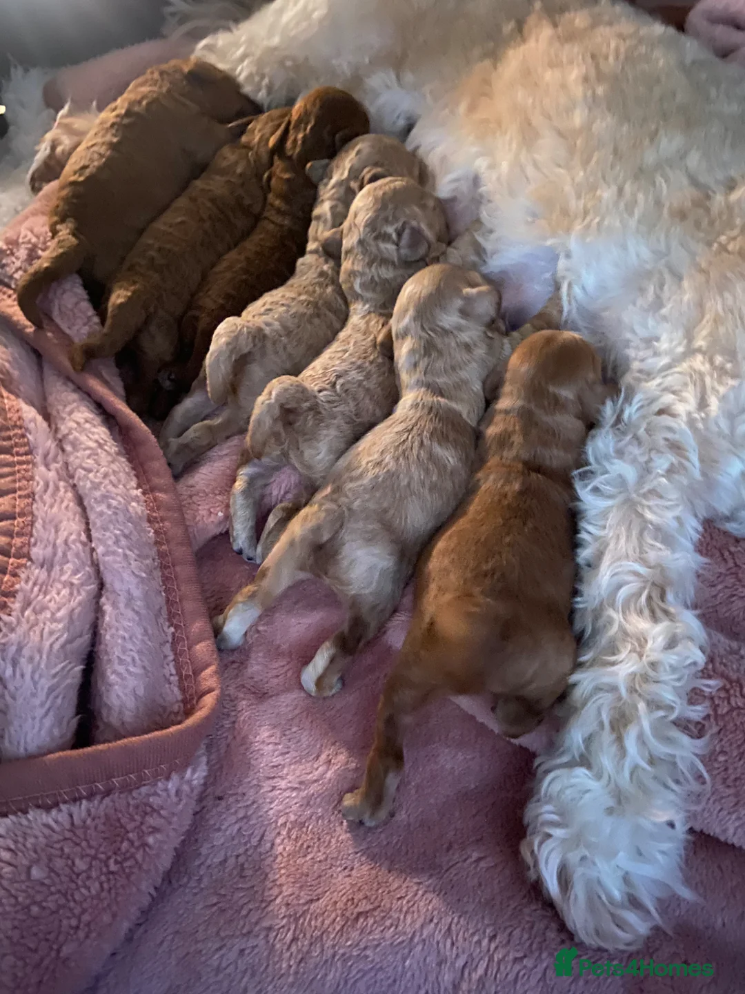 Cavapoo dogs for sale: F1b Cavapoo Puppies - Advert 2