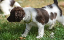 English Springer Spaniel dogs for sale: English springer spaniels  - Image 31