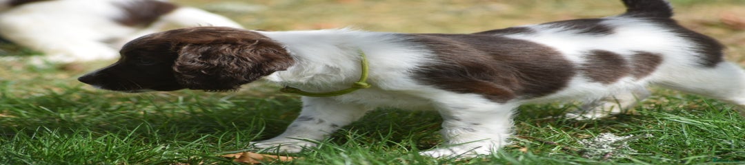 English Springer Spaniel Puppy 9