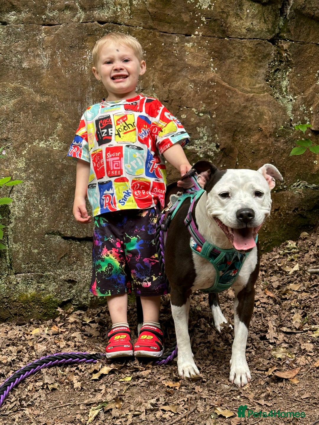 Staffordshire Bull Terrier dogs for sale: Fifi  - Advert 8