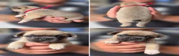 French Bulldog dogs for sale: 5 beautiful French bulldog puppies in Tamworth - Advert 8