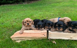 Cavalier King Charles Spaniel dogs for sale: KC reg Cavalier Puppies - Image 6