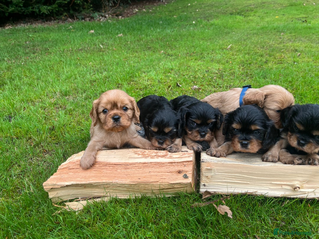 Cavalier King Charles Spaniel dogs for sale: KC reg Cavalier Puppies - Image 6
